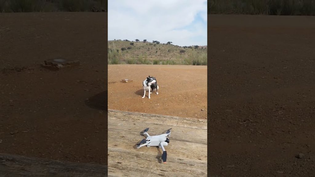 Hoy de chozos extremeños#dogs #dog #dronevideo #drone